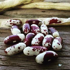 Jacob's Cattle, Bean Seeds